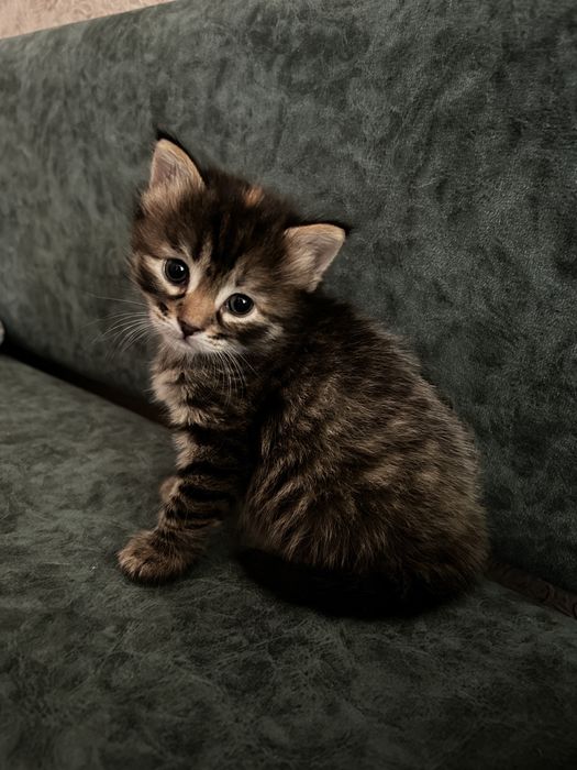 котята