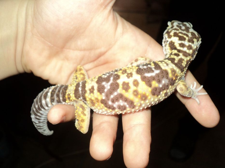 В продаже эублефары самец и самка