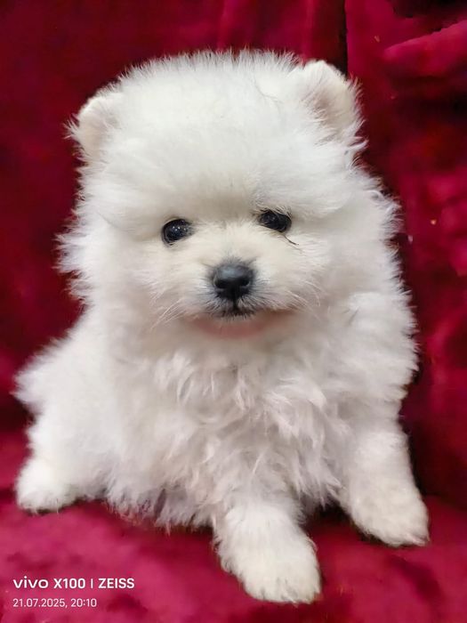 Очаровательные щенки шпица.