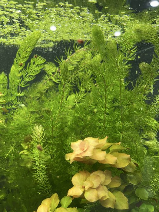 Продам аквариумные растения