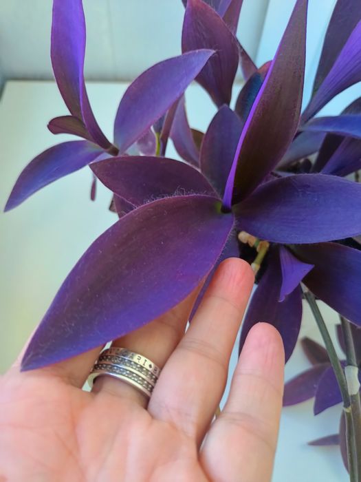 Традесканция Паллида (Tradescantia Pallida)