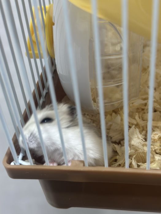 Продается хомяк с домиком