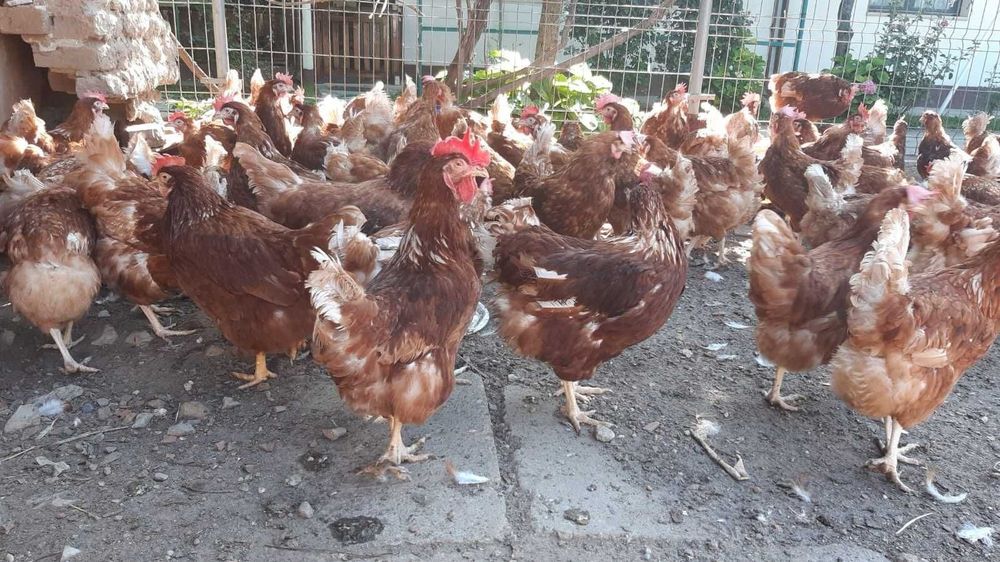 Gaini rosii ouătoare