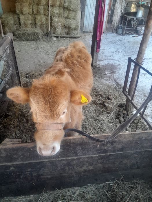 Бұзау сатылады 3 айлық