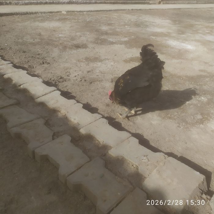 Продается петухи