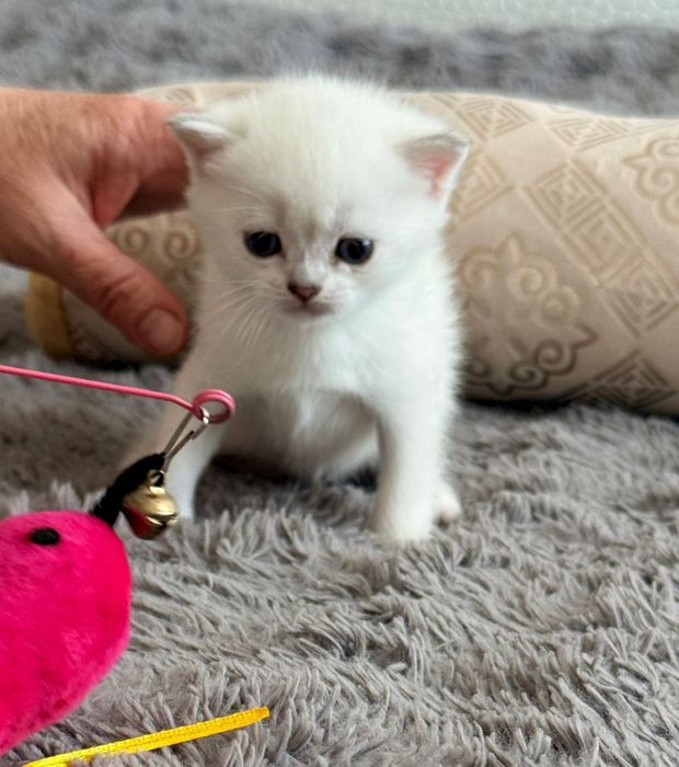Шиншиловый окрас котята