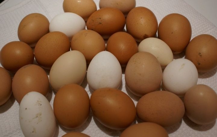 Продам домашние яйца