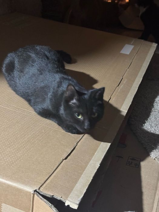 Кошка  в добрые руки