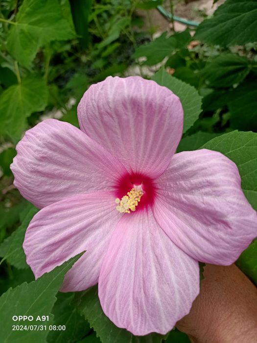 Травянистый гибискус