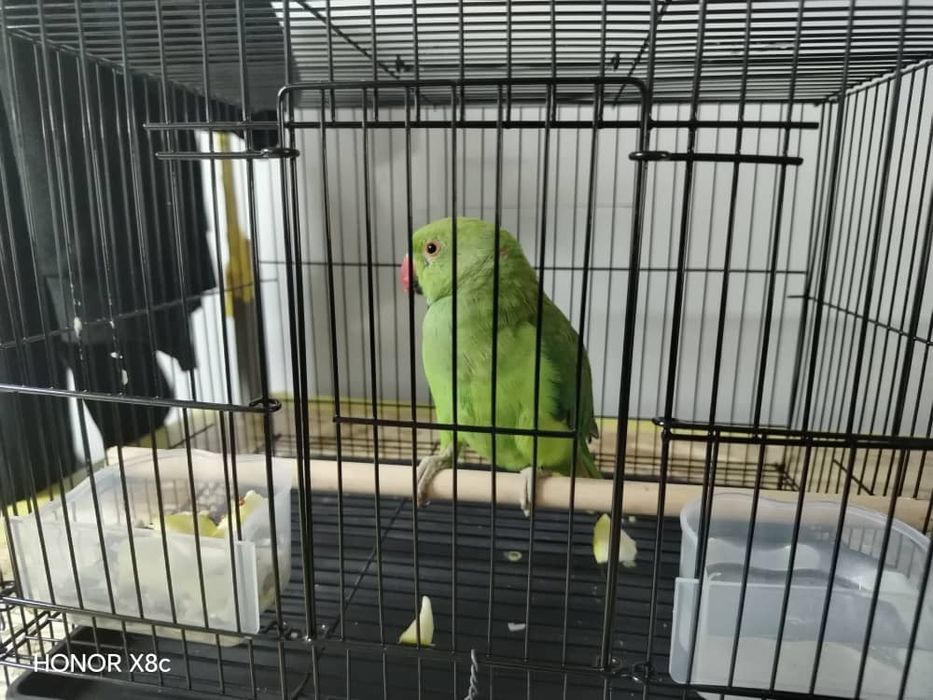 Папугай тути куш