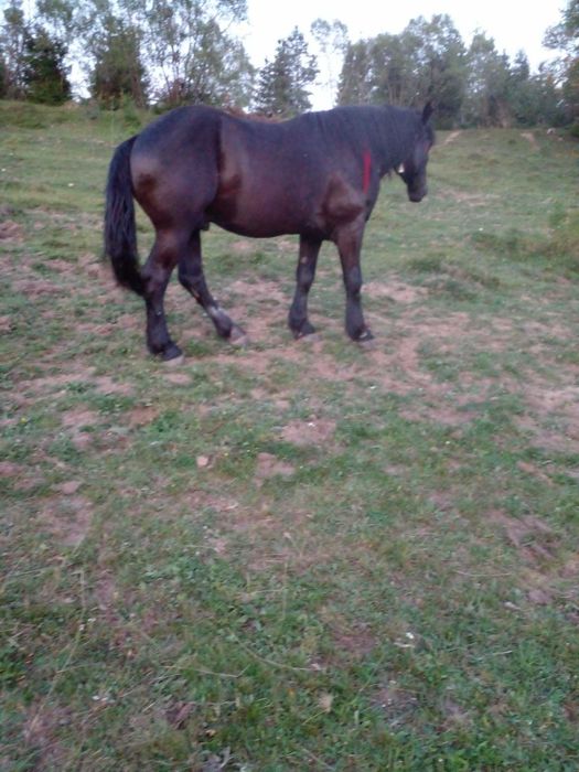 Vând mânz de 5 ani