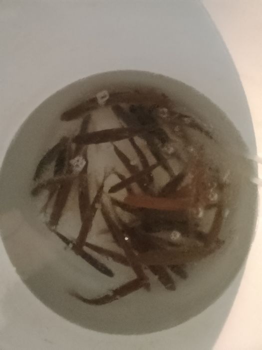 Живец живец живец