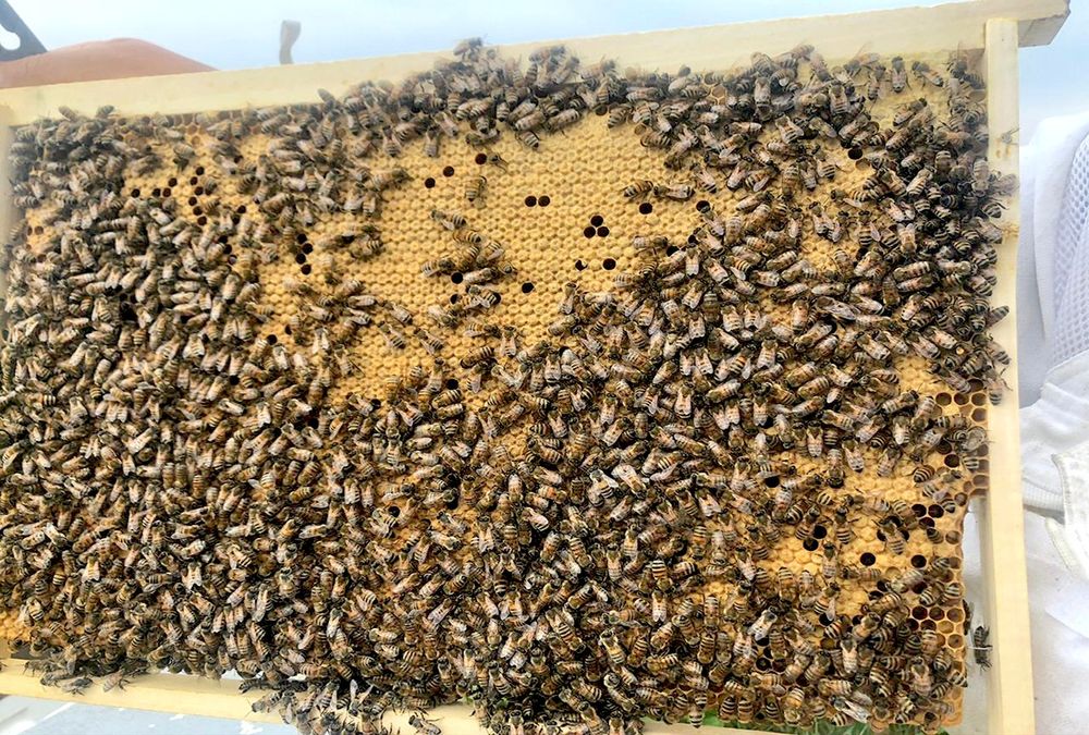 Пчелопакеты Карпатка