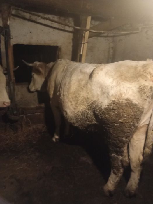 Vând vaca pentru abator