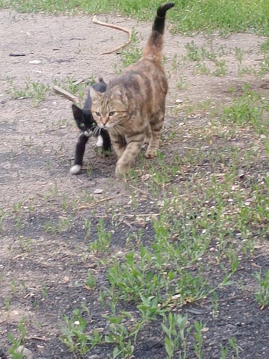 Отдам котят и маму кошку