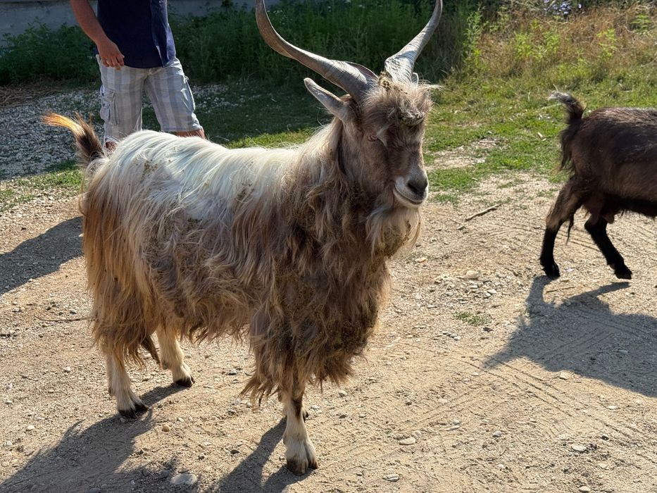 Vând țap de monta