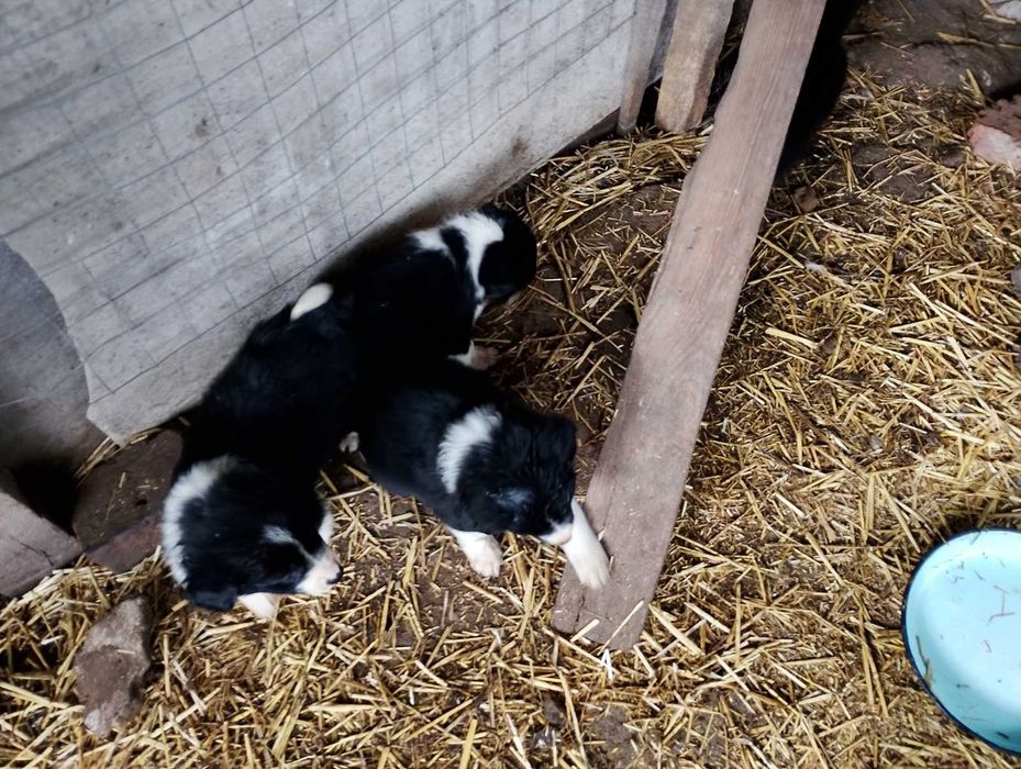 Малки кученца Бордър Коли чистокръвни