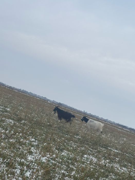 De vazare capre tinere