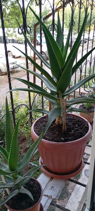 Aloe guli , Алое гули