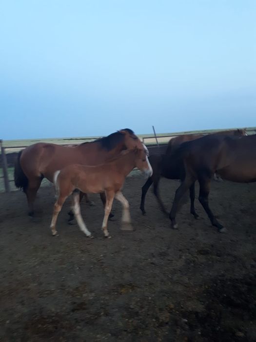 Продам лошадей с жеребятами