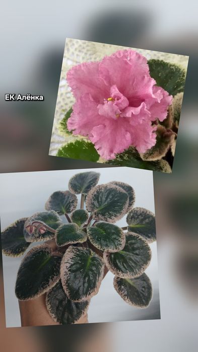 Фиалки продам разные