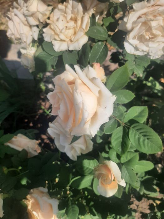 Продам розы, хосты