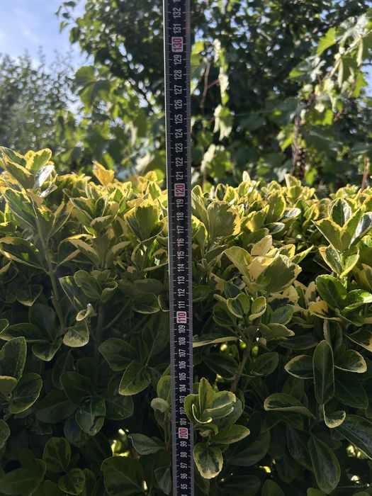 Pittosporum tobira Variegatum – tufe mature 1,20 m – gard viu