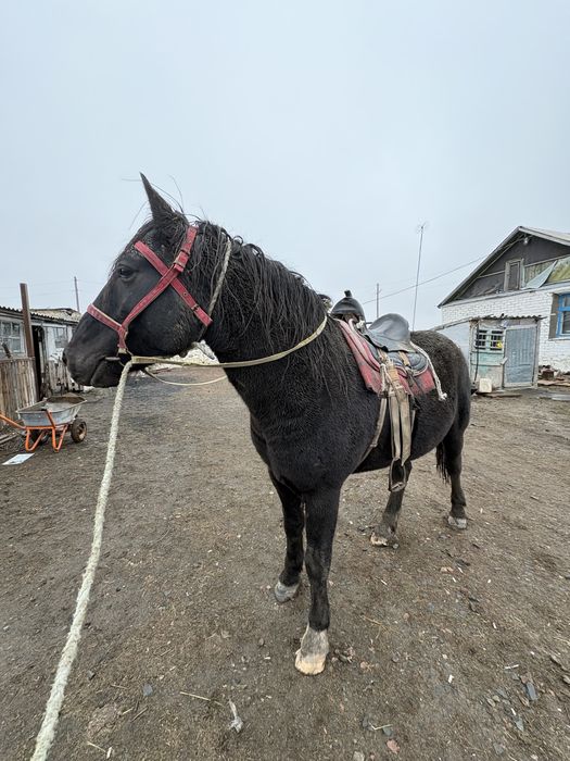 Айғыр сатылады міңгі
