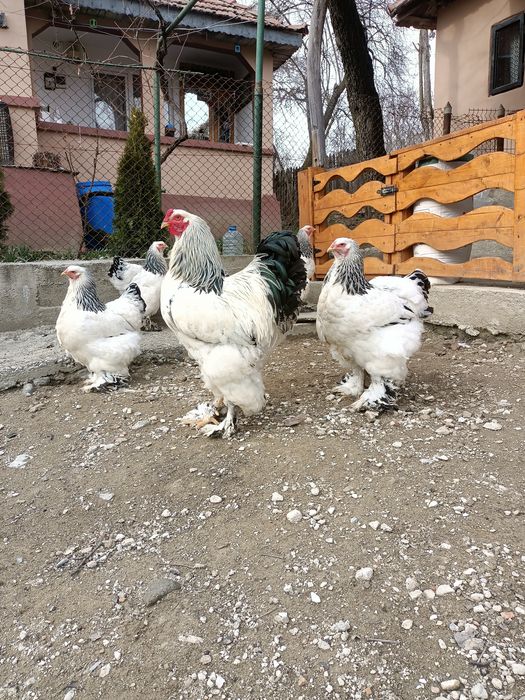 Familie gainiBrahma