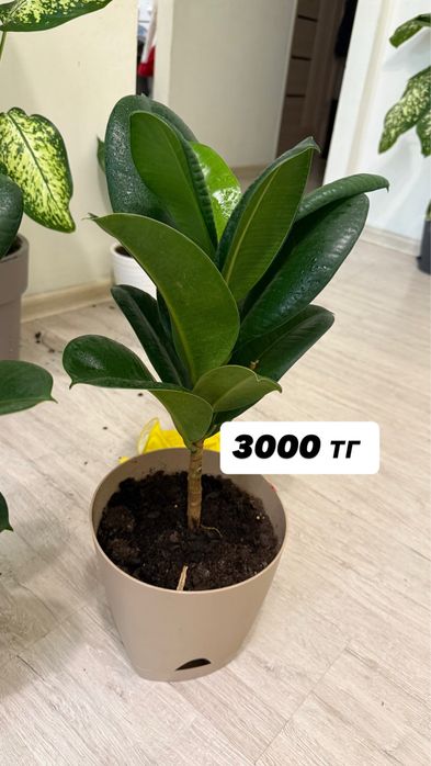 Продам комнатные цветы