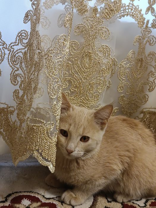 Mushuk bolasi sotiladi