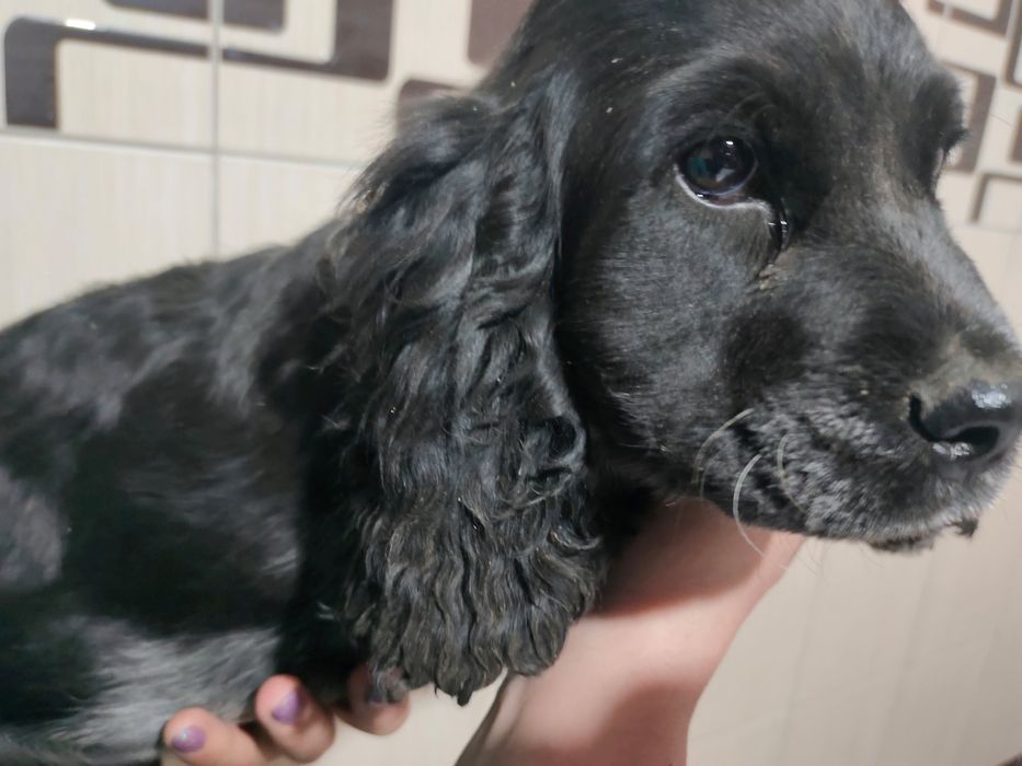 Щенки русского спаниеля!