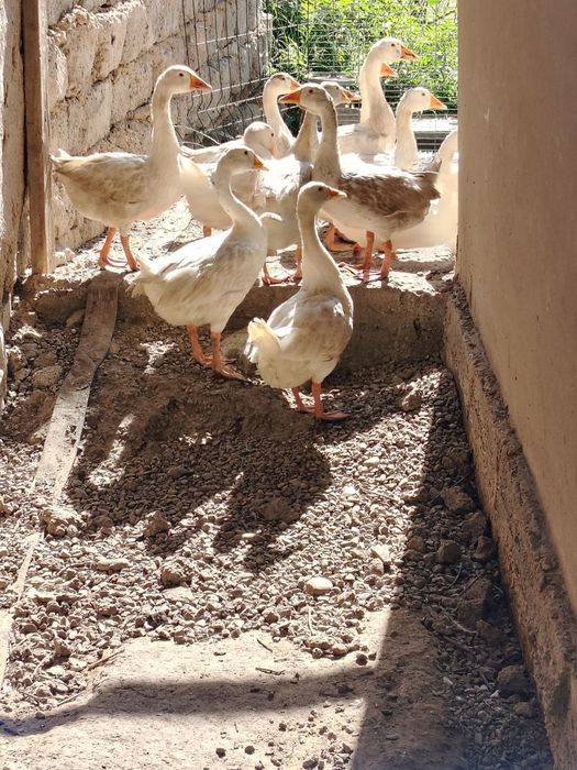 Гозлар сотилади оптом ва донага