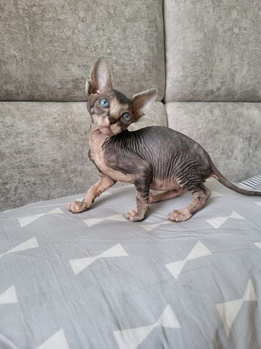 Детки Донские Сфинксы.