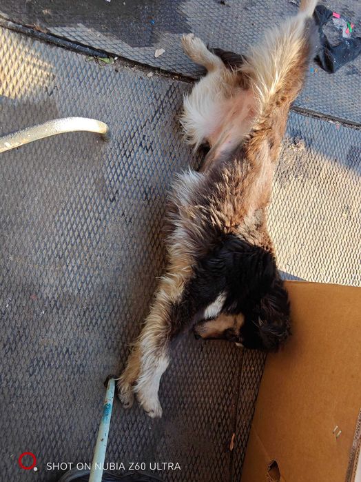 Отдам щенка в добрые руки