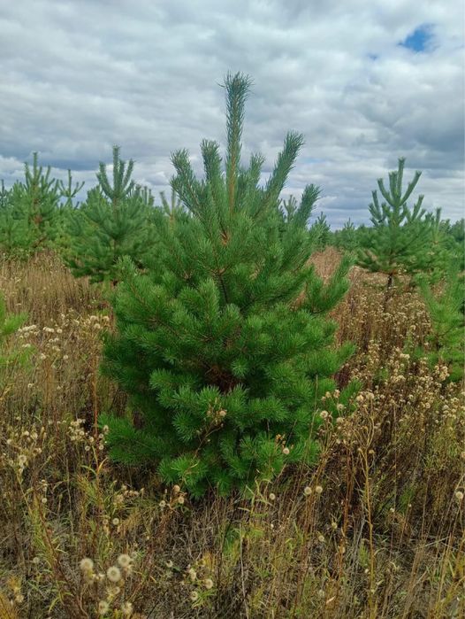 Сосны елка премиум качества густые оптом