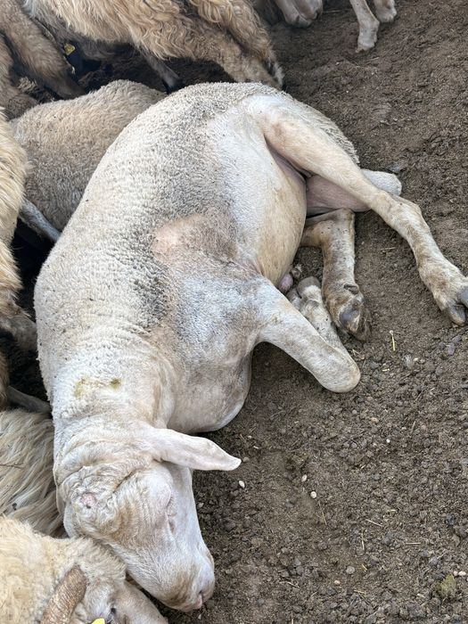 Oi si berbeci de vanzare,rasa Lacune