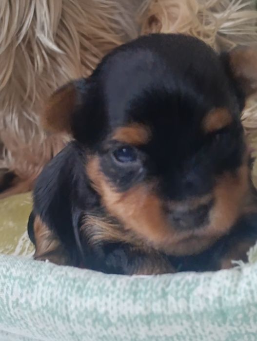 Мини девочка Йоркширского терьера.