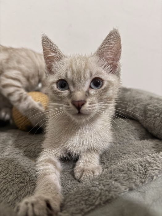 Котята бесплатно