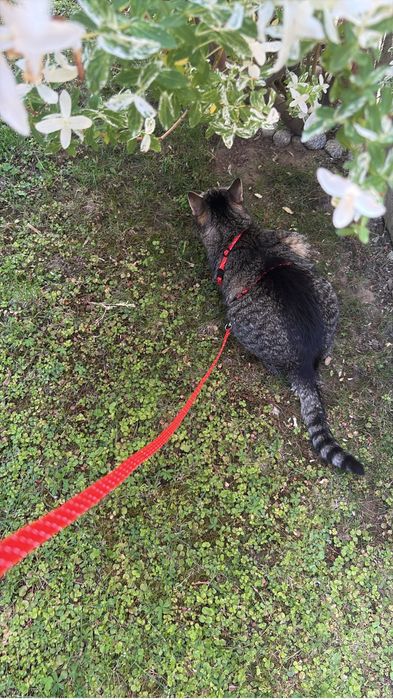 Cat Sitting Cluj-Napoca