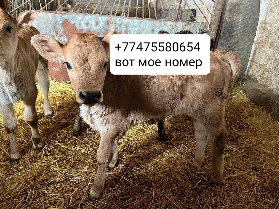 Продам тилята и толочки