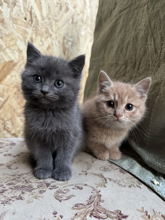 Отдам котят (бесплатно )