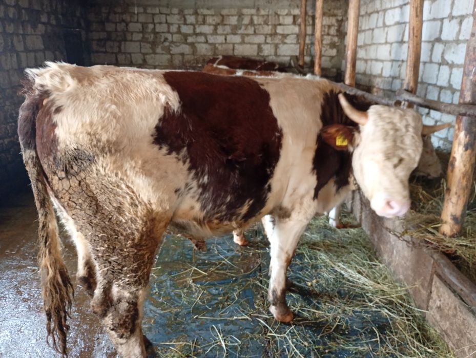 Taur bălțat românesc și juninci posibil gestante