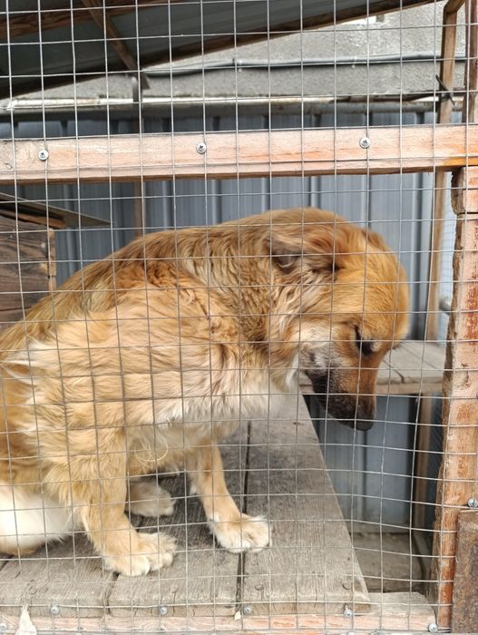 Овчарка смешанная