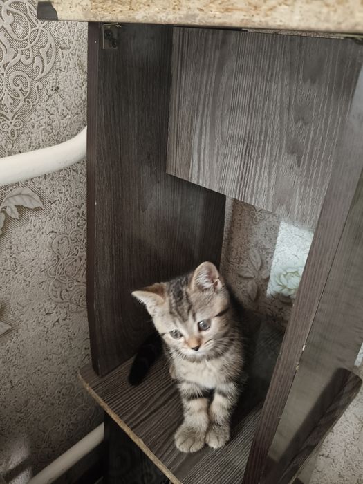Скоттиш страйт Очень любит играть
