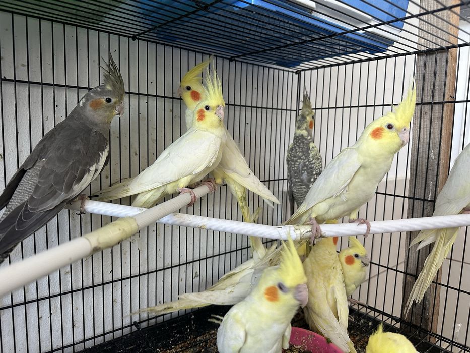 Продается попугай Кореллы