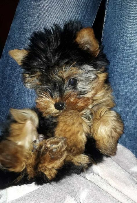 Йоркита/ Йоркита