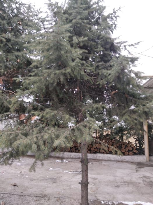 Живая елка на новый год