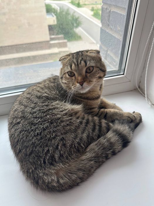 Шотладская вислоухая кошка