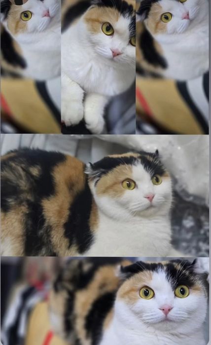 Отдам кошечку в хорошие руки